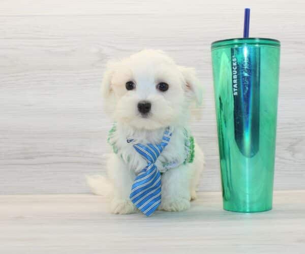 QuQu - Toy Maltese Puppy - Image 2