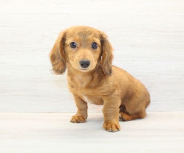 Rosette - Miniature Dachshund Puppy - Image 6
