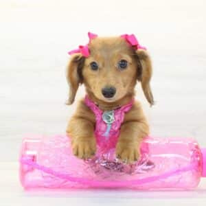 Rosette - Miniature Dachshund Puppy
