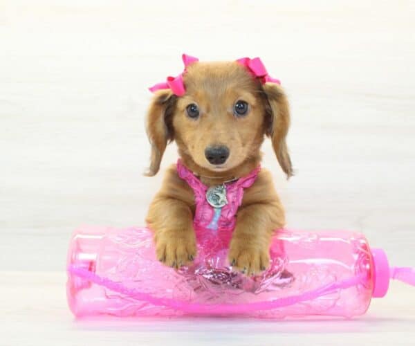 Rosette - Miniature Dachshund Puppy