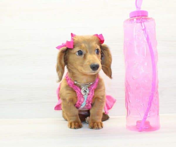 Rosette - Miniature Dachshund Puppy - Image 5