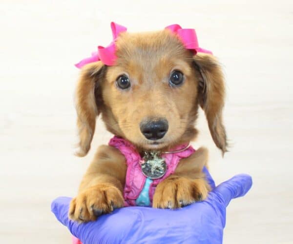 Rosette - Miniature Dachshund Puppy - Image 4