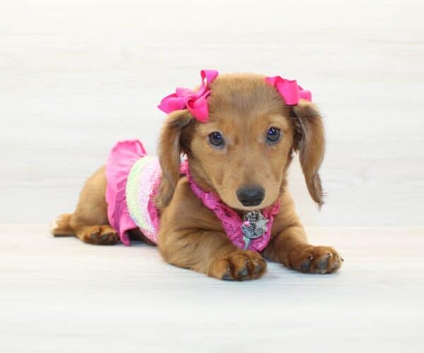 Rosette - Miniature Dachshund Puppy - Image 3