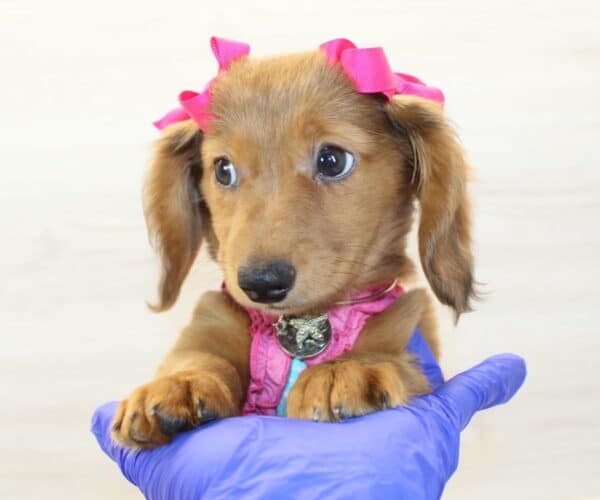 Rosette - Miniature Dachshund Puppy - Image 2