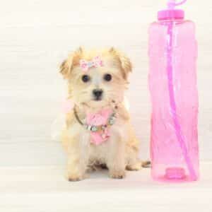 Sabrina - Toy Yochon Puppy