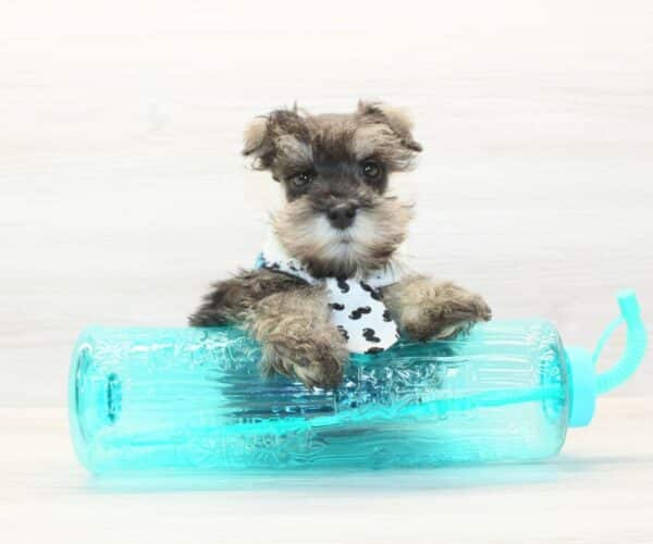 Scooter - Mini Schnauzer Puppy - Image 5