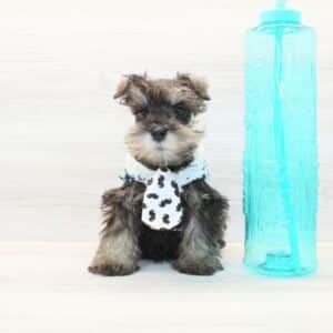 Scooter - Mini Schnauzer Puppy