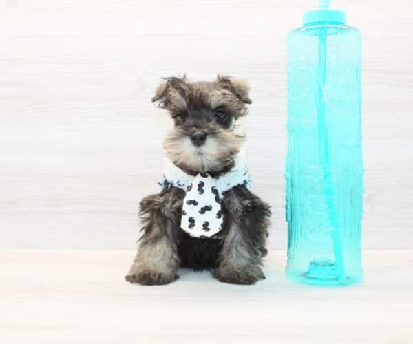 Scooter - Mini Schnauzer Puppy - Image 3
