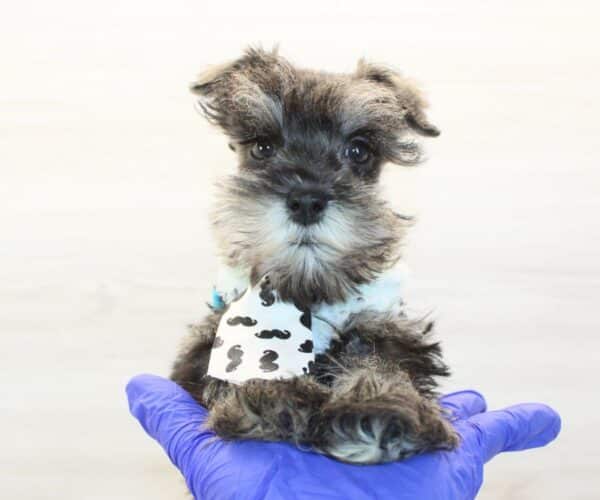 Scooter - Mini Schnauzer Puppy - Image 2