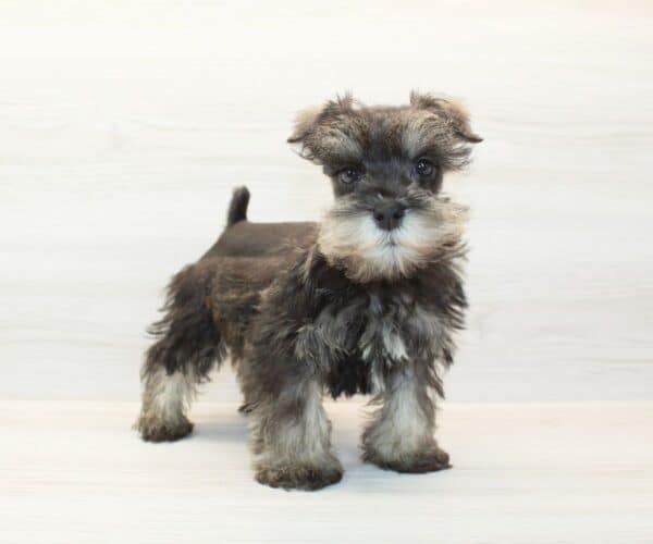 Scooter - Mini Schnauzer Puppy