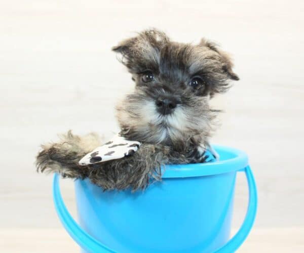 Scooter - Mini Schnauzer Puppy - Image 4
