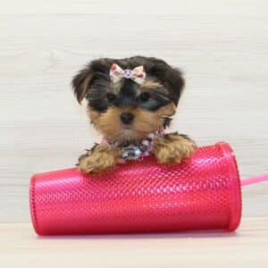 Serenity - Tiny Teacup Yorkie Puppy