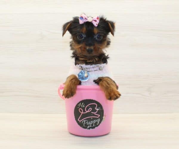 Shalla-Bal - Tiny Teacup Yorkie Puppy - Image 5