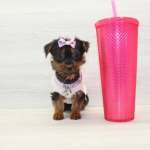 Shalla-Bal - Tiny Teacup Yorkie Puppy