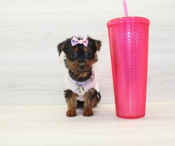 Shalla-Bal - Tiny Teacup Yorkie Puppy