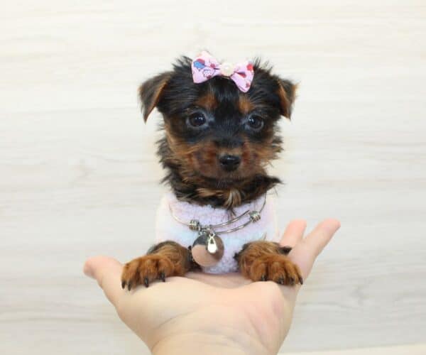 Shalla-Bal - Tiny Teacup Yorkie Puppy - Image 2