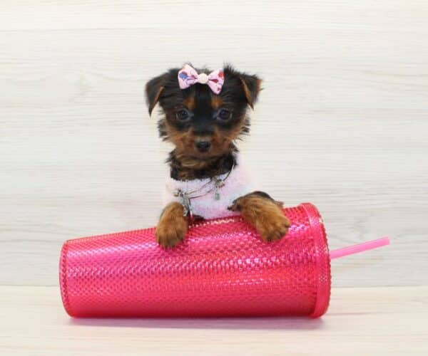 Shalla-Bal - Tiny Teacup Yorkie Puppy - Image 3
