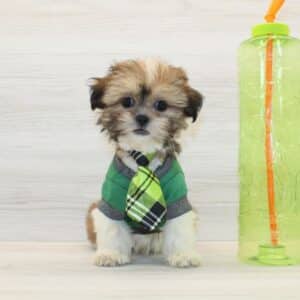 Sinner - Toy Shih Tzu Puppy