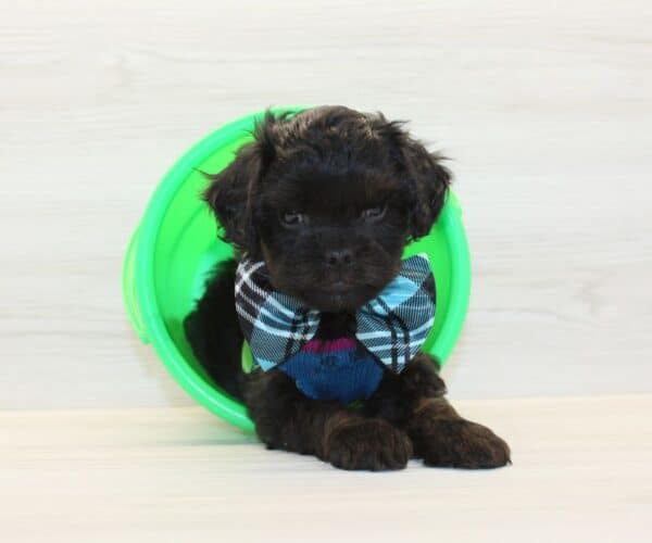 Snickers - Toy Cavapoo Puppy - Image 5