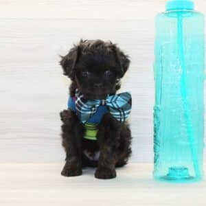 Snickers - Toy Cavapoo Puppy