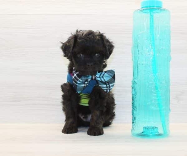 Snickers - Toy Cavapoo Puppy