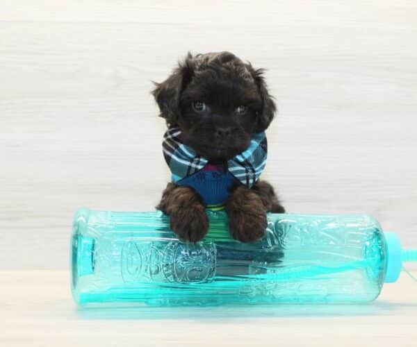 Snickers - Toy Cavapoo Puppy - Image 4