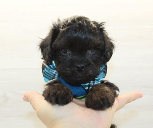 Snickers - Toy Cavapoo Puppy - Image 3