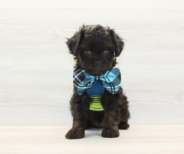 Snickers - Toy Cavapoo Puppy - Image 2