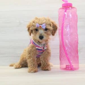Sol - Toy BichaPoo Puppy