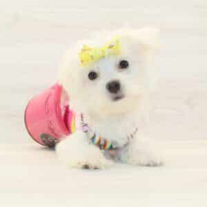 Sue Storm - Teacup Morkie Puppy