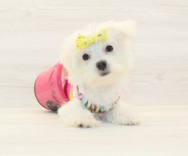 Sue Storm - Teacup Morkie Puppy - Image 2