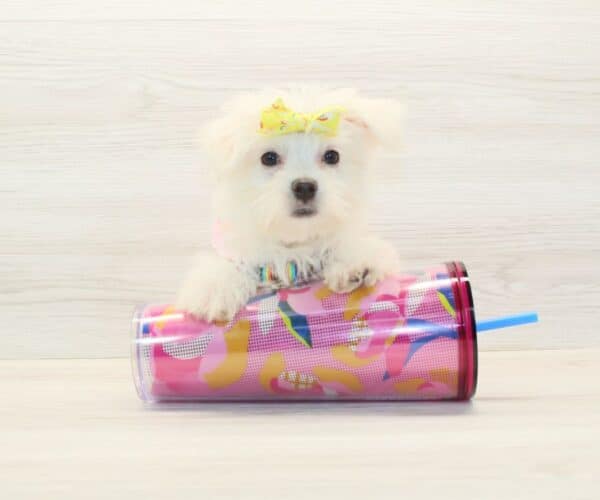 Sue Storm - Teacup Morkie Puppy - Image 3