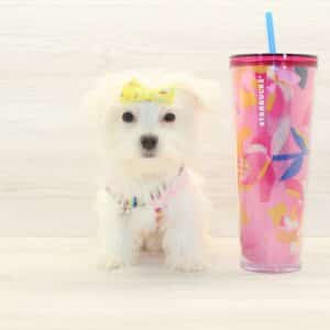 Sue Storm - Teacup Morkie Puppy