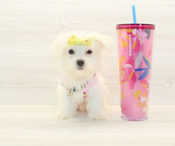 Sue Storm - Teacup Morkie Puppy