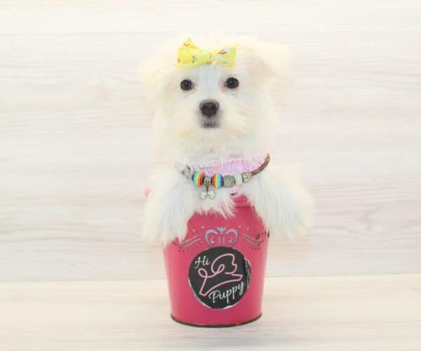 Sue Storm - Teacup Morkie Puppy - Image 4