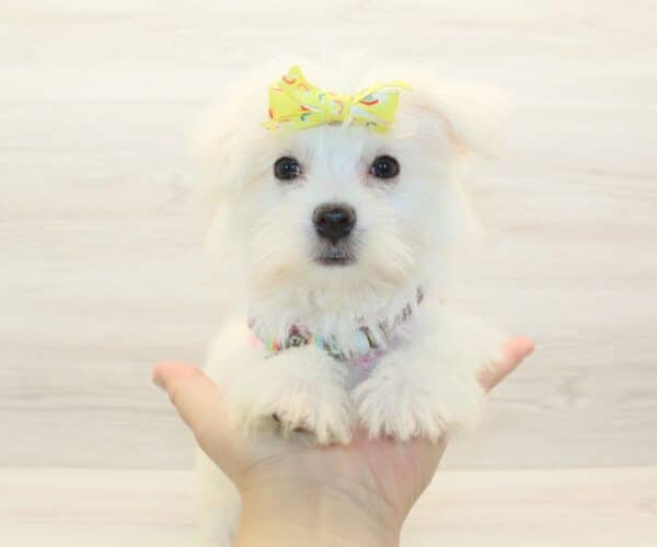 Sue Storm - Teacup Morkie Puppy - Image 5
