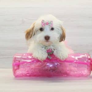 Summer - Toy Havapoo Puppy