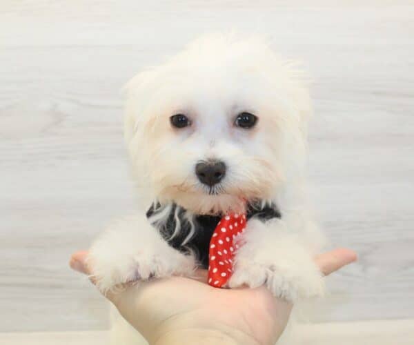 Theo - Toy Maltese Puppy - Image 2