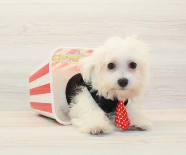 Theo - Toy Maltese Puppy - Image 3