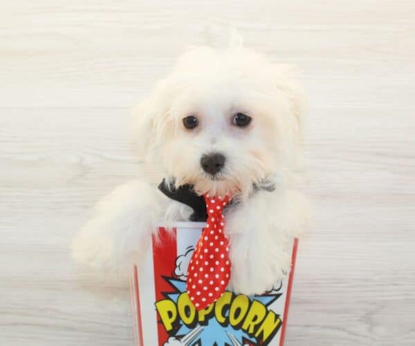 Theo - Toy Maltese Puppy - Image 4