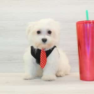 Theo - Teacup Maltese Puppy