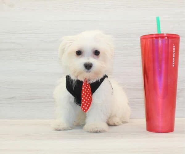 Theo - Toy Maltese Puppy