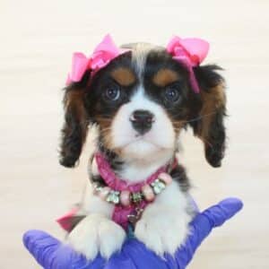 Tilly - Cavalier King Charles Spaniel Puppy