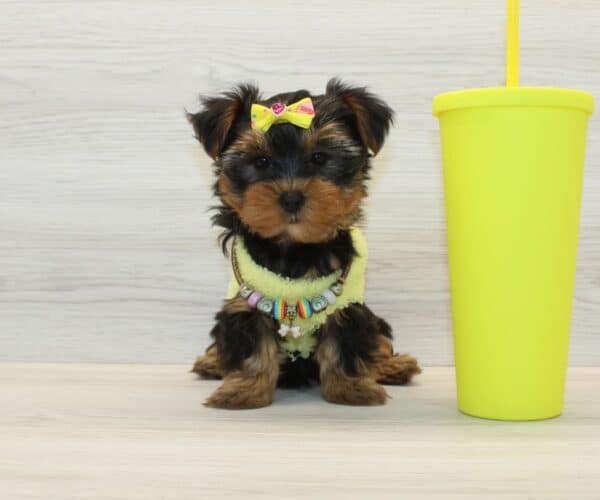 Toffee - Teacup Yorkie Puppy