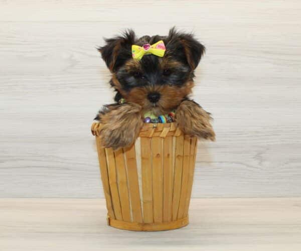 Toffee - Teacup Yorkie Puppy - Image 2