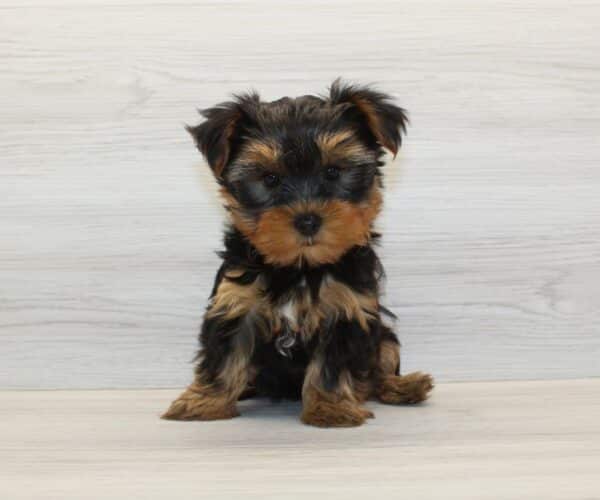 Toffee - Teacup Yorkie Puppy - Image 3