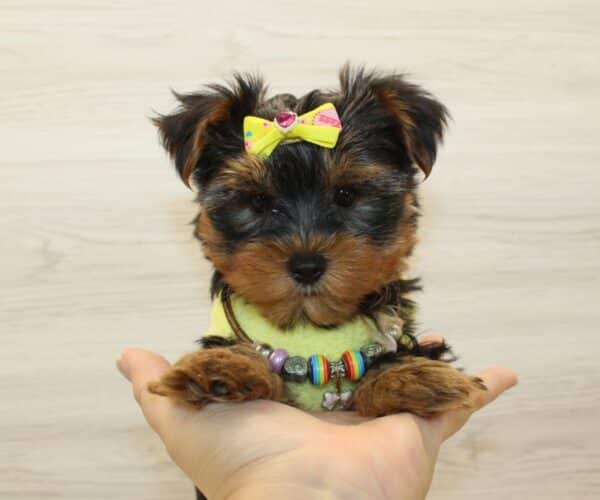 Toffee - Teacup Yorkie Puppy - Image 4