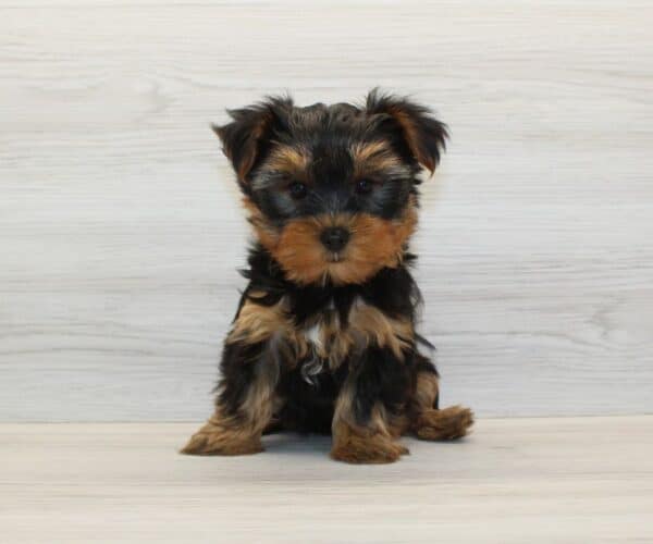 Toffee - Teacup Yorkie Puppy - Image 5