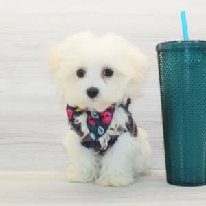Tofu - Teacup Maltese Puppy