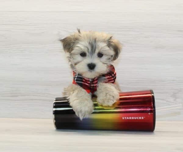 Tycoco - Teacup Morkie Puppy - Image 3